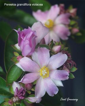 Pereskia grandiflora violacea